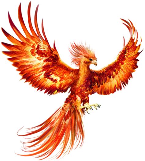 Phoenix Ibong Adarna Myth Wings Transparent Background Png Clipart Vrogue
