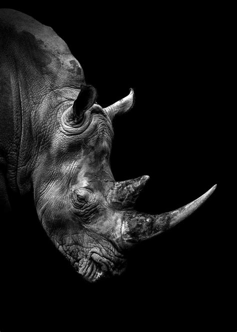 Wild Rhinoceros Face Poster By Mk Studio Displate Animals Black