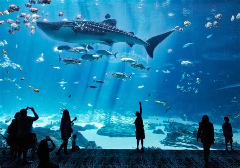 Take Your Kids On A Virtual Tour Of These Zoos And Aquariums Bold