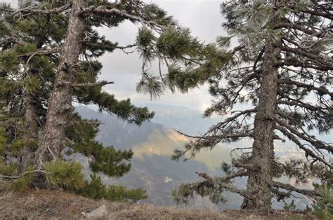 Two Trees Pine Tree Closeup On Edge Of Mountain Stock Image Image Of