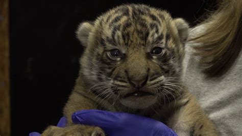 B Roll Sumatran Tiger Cub At The Smithsonians National Zoo Youtube