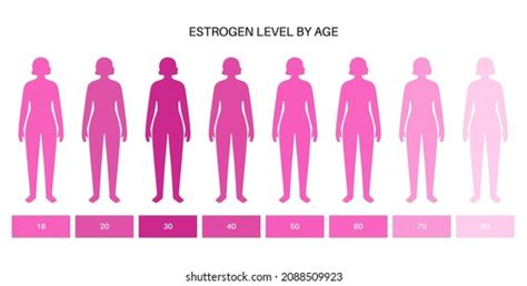 Estrogen Level Color Chart Sex Hormone 库存矢量图（免版税）2087322715 Shutterstock