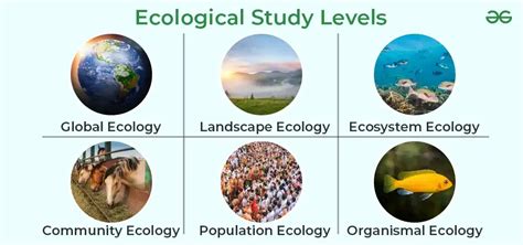 What Is Ecology Types Importance And Examples Geeksforgeeks