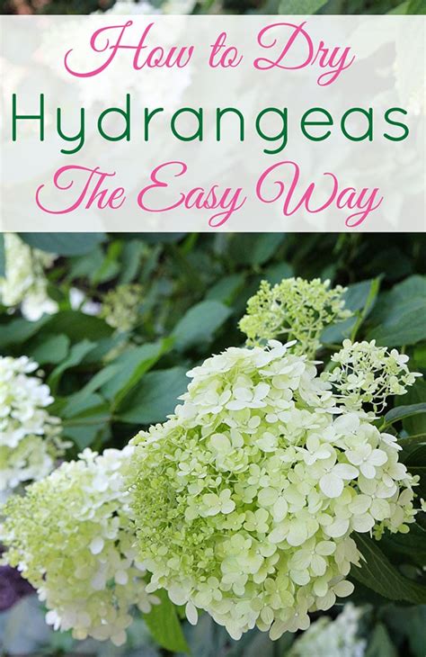 How To Dry Hydrangeas The Easy Way House Of Hawthornes