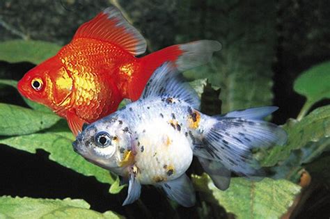 Assorted Ryukin Goldfish Large 5 6 Inches