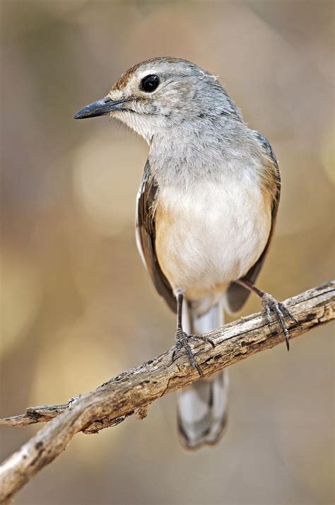 See more ideas about robin bird, magpie, bird. Madagascar Magpie-robin Female Photograph by Science Photo ...