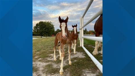 Budweiser Clydesdale Foals Born At Warm Springs Ranch