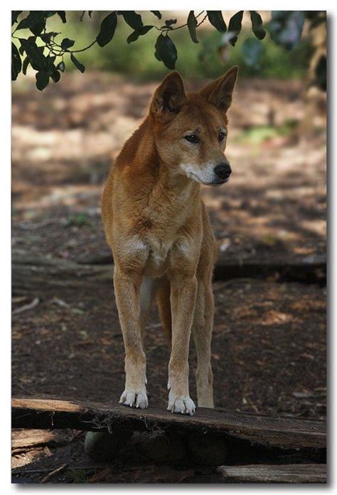Australian Dingo Photo Range View Photos At