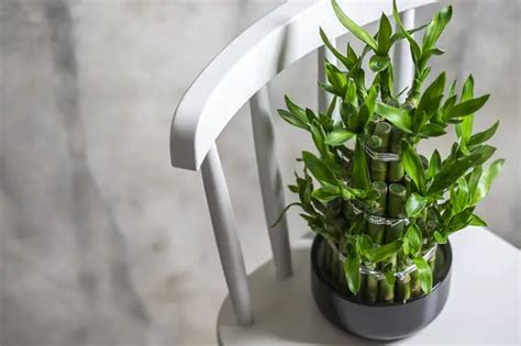 9 Cool And Easy Japanese Indoor Plants To Consider A Prettier Petal