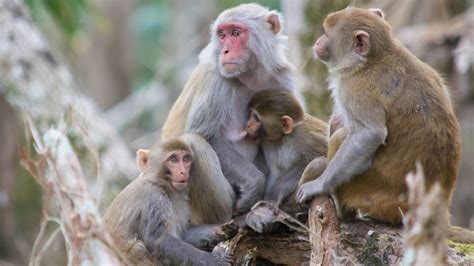Florida Has Lots Of Wild Monkeys With Herpes—and That Number Could