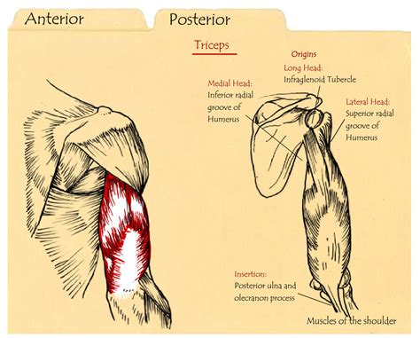 Interactive Educational Module Muscles Of The Shoulder Amber Luning