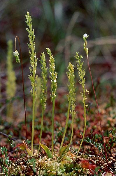 It was originally named ophrys paludosa by carl linnaeus. Hammarbya paludosa Hjertelæbe