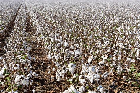 Cotton Plantation On The Mississippi River Louisiana — Juliette Charvet