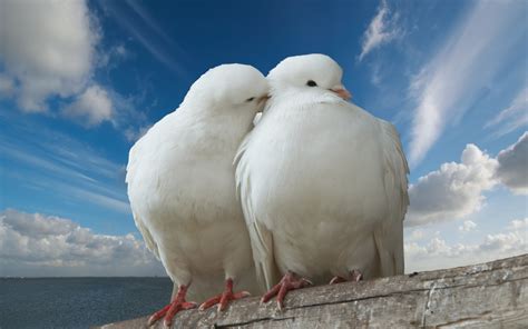 Wallpaper Id 581043 2k Love White Birds White Pigeons Doves