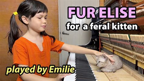 Fur Elise For A Feral Kitten Youtube