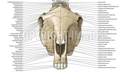 Horse Osteology Cranium Sutures Of The Head Skull Anatomy
