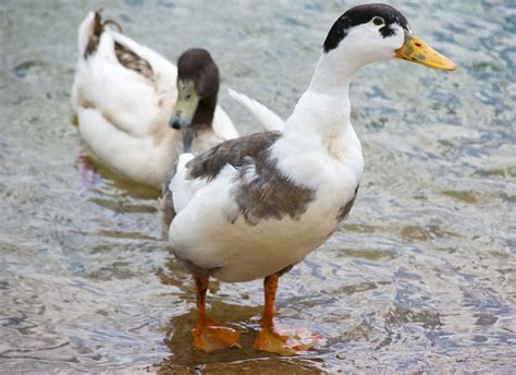 Domesticated Duck Breeds