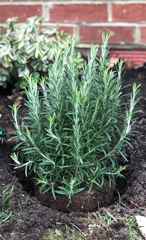 How To Grow A Rosemary Hedge And 10 Reasons Why You Should Rosemary