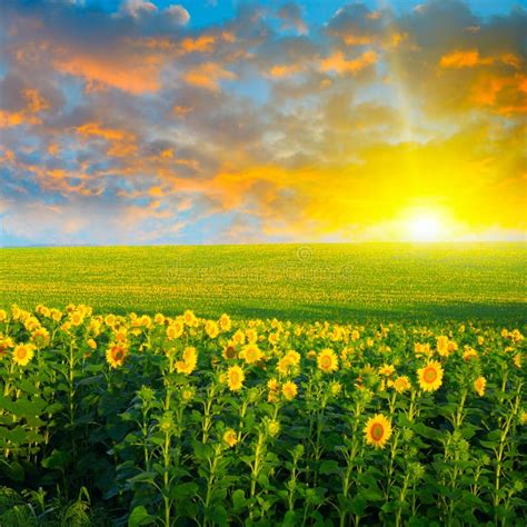 Field Of Sunflowers And Sunrise Stock Image Image Of Beautiful