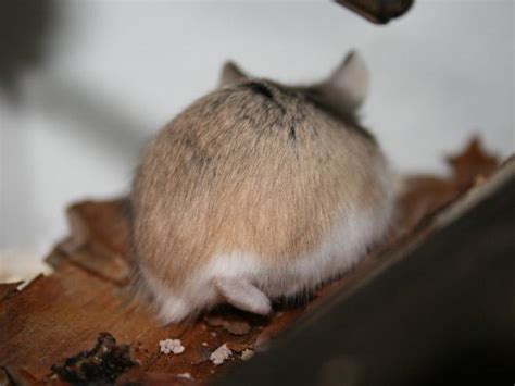 Hamster Butts 18 Pics