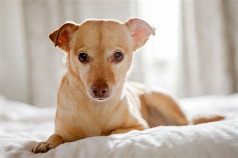 Cachorro Com Cheiro De Carniça