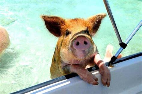 Unsere bahamas reise nimmt geile ausmaße an! Sausüß: Wir wollen auch mit diesen Schweinen schwimmen ...