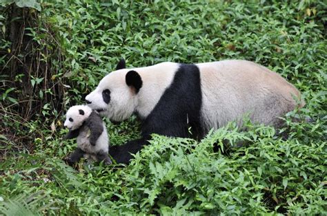 Filmmaker Focuses On A Captive Pandas Return To The Wild Giant Panda