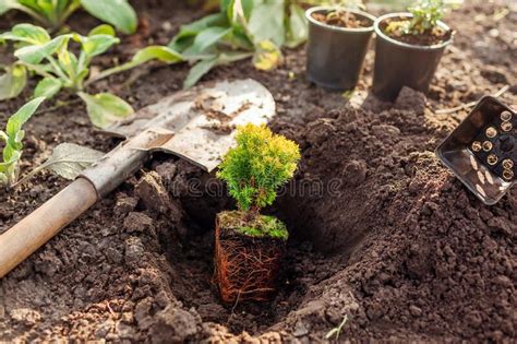 Planting Anniek Arborvitae Into Soil In Spring Garden Spherical