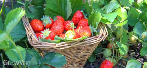 Planting Growing And Tending To Strawberries In Your Garden