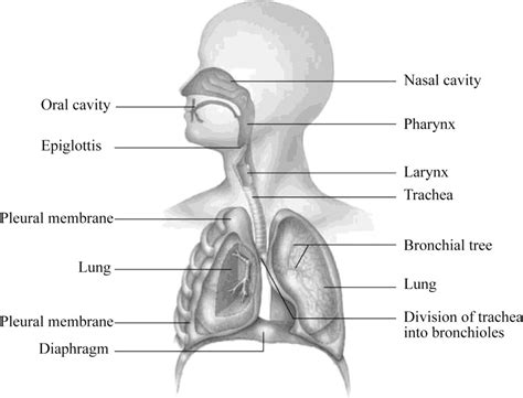 In The Diagram Below Label The Parts Of The Respiratory System And The