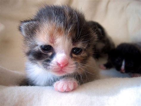 Calico Beginnings Kittens Cutest Baby Cats Baby Animals Funny