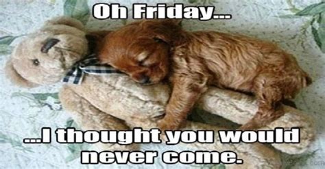 We did not find results for: 25 Finally Friday Meme With Very Funny Photos - Picss Mine