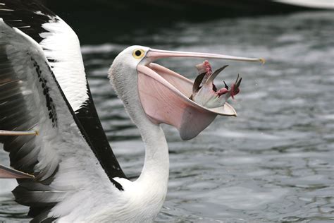 Bird In Everything Pelican Birds Information