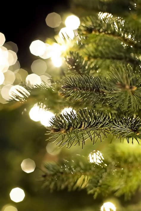Hd Wallpaper Closeup Photography Of Green Christmas Tree Pine Branch