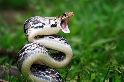 20 Of The Worlds Most Venomous Snakes