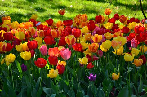 The first vegetables to plant in spring garden after the last frost are kale, spinach, onions, peas, turnips, radishes, and collards. Free Images : nature, flower, floral, tulip, spring ...