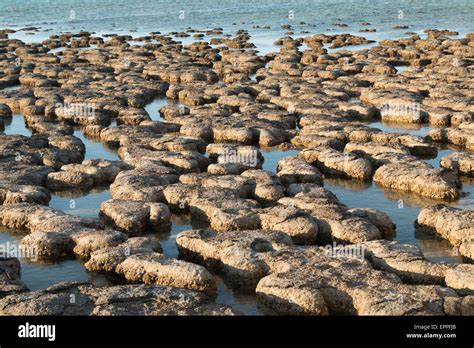 Stromatolites At Hamelin Shark Bay Western Australia Stock Photo Alamy