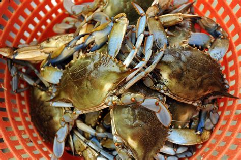 Bushel Of Blue Crabs Heading To Wisconsin After Redskins Loss