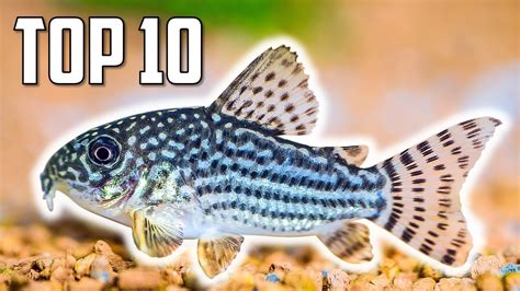 Top 10 Cory Catfish For Your Aquarium Youtube