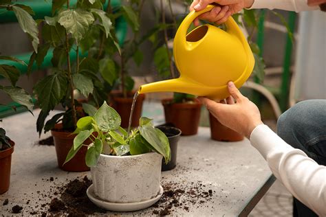 Your Ultimate Guide To Watering Indoor Plants Bria House And Lot
