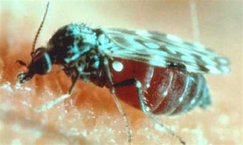 Gnat Bites On Humans Nextgen Pest Solutions