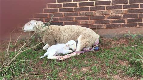 Ewe Lambing Sheep Giving Birth Youtube