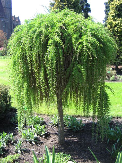 Small Ornamental Trees Evergreen Mbi Garden Plant