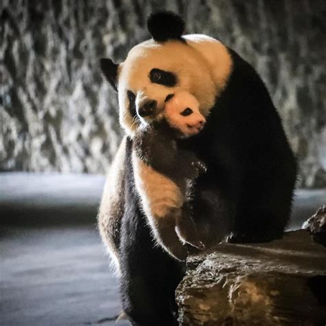 Reportajes Y Fotografías De Osos Panda En National Geographic