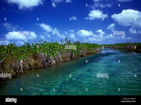 mangrove mangroves mangrove stand wetland wetlands wildlife habitat sian ka an biosphere