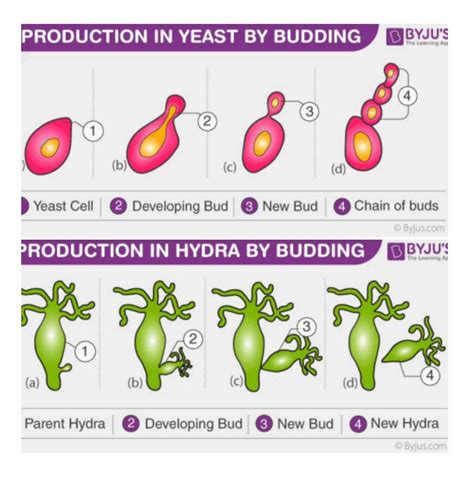 Draw And Explain The Budding In Yeast And Hydra Edurev Class 10 Question
