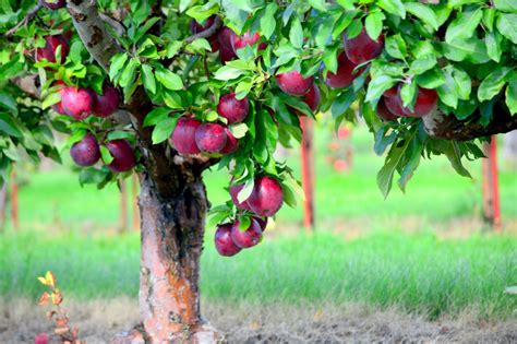 How To Grow Jonamac Apples Growing Requirements For Jonamac Trees