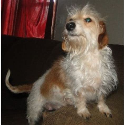 Adopt dachshund dogs in pennsylvania. Ny Akc Dachshunds, Dachshund Breeder in Middletown, New York