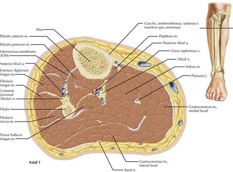 Leg and Forearm Fasciotomy | Basicmedical Key