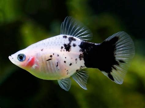 Influenced by siamese and indonesian elements. Panda Platy in 2020 | Tropical freshwater fish, Aquarium ...